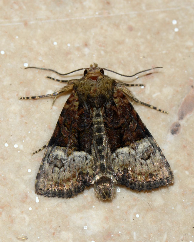 Noctuidae  Mesoligia furuncula ? S�
